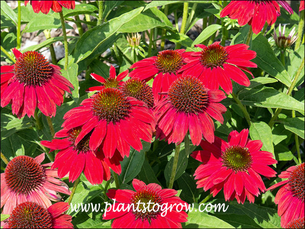 Sombrero Salsa Red Coneflower
These are some of the reddish flowers I have seen on a Coneflower.  (end of July)